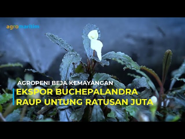 Budidaya Tanaman Hias Air (Aquascape) Beromset Ratusan Juta Rupiah