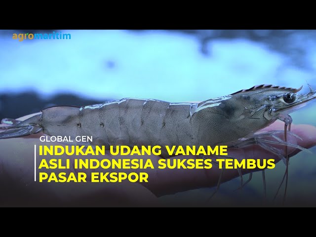 Produksi Indukan Udang Vaname Dunia di Timur Laut Lombok 🦐🦞