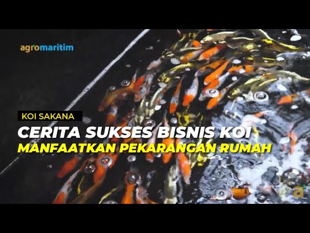 Inspirasi Sukses Bisnis Ikan Koi Blitar dari Rumah