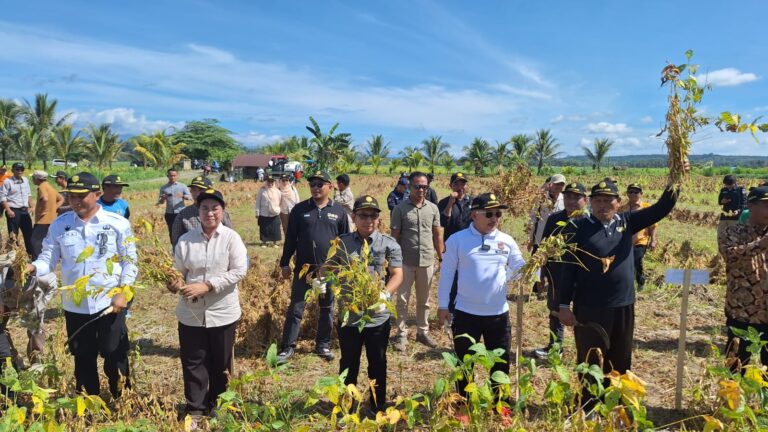 Banggai Siap Menjadi Kabupaten Sentra Produksi Kedelai Dari Indonesia Timur