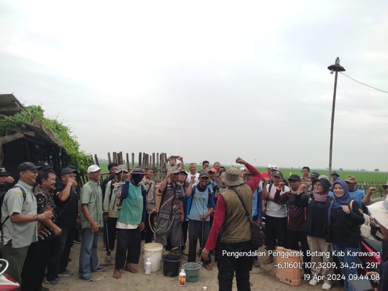Respon Laporan Petani, Kementan Gerak Cepat Kendalikan Hama Sundep di Karawang