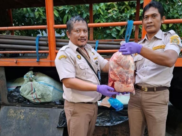 Karantina Lampung Tahan Ratusan Kilogram Babi Hutan