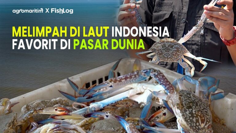 Cerita Nelayan Pemburu Rajungan; Menjaga Penghasilan, Merawat Keberlanjutan Ekosistem