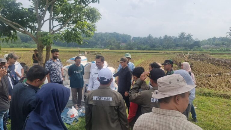 Kementan Panen, Serap Gabah dan Percepatan Tanam di Cirebon